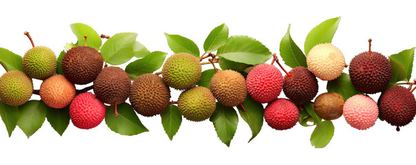 Collection Natural Fresh Green, Brown And Red Lychee Border On Transparent Background