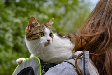 Adventure cat riding on a backpack looking out at the world. 