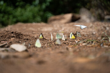 Many butterflies cling to the ground and flutter their wings. on the melted background natural beauty concept