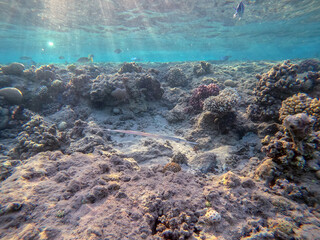 Bluespotted cornet fish, smooth cornet fish or smooth flutemouth at coral reef..