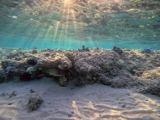 Underwater life of reef with corals and tropical fish. Coral Reef at the Red Sea, Egypt.