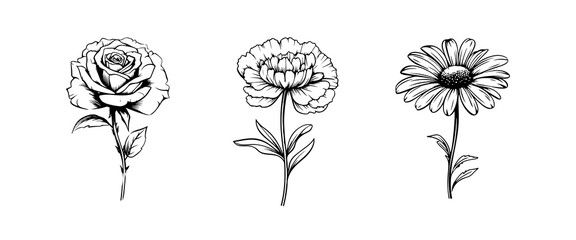 set of flowers line sketch, marigold, daisy, rose