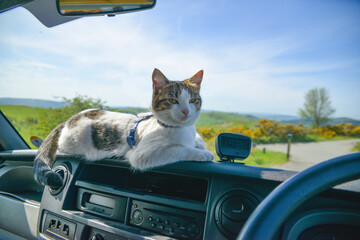 Travelling Cat- sitting on the dashboard of a campervan. 