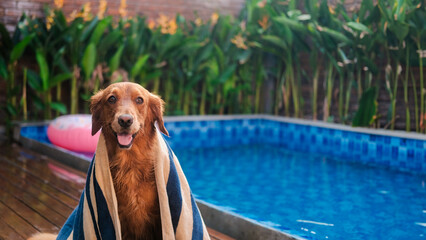 A wet golden retriever is wrapped in a towel and sits against the backdrop of a swimming pool in...