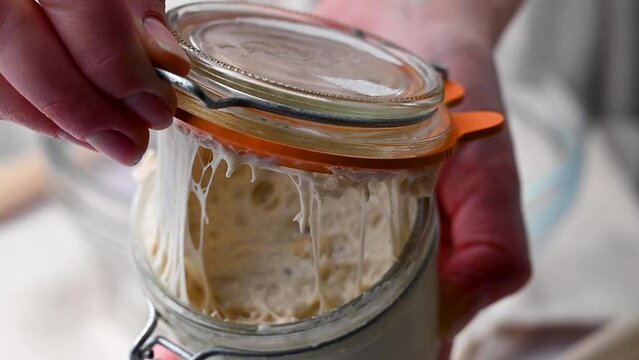 Sourdough starter in a mason jar glass, female hand opening a glass of wild yeast. 