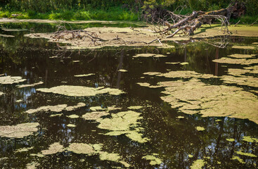 Wetlands at Cuyahoga Valley National Park in Ohio