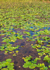 Wetlands at Cuyahoga Valley National Park in Ohio
