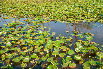 Wetlands at Cuyahoga Valley National Park in Ohio