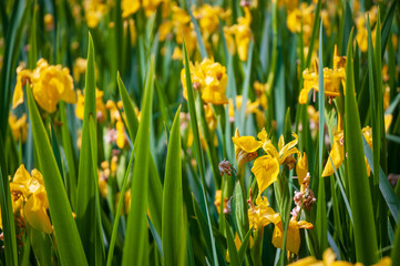 Yellow Flowers in the Wetlands at Cuyahoga Valley National Park in Ohio