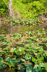 Wetlands at Cuyahoga Valley National Park in Ohio
