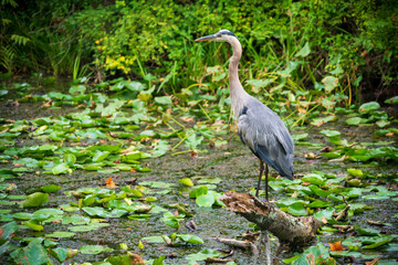 A Great Blue Heron in Cuyahoga Valley, Ohio