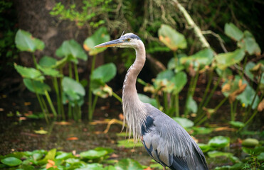 A Great Blue Heron in Cuyahoga Valley, Ohio