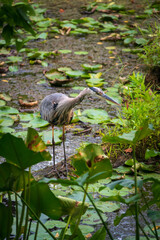 A Great Blue Heron in Cuyahoga Valley, Ohio