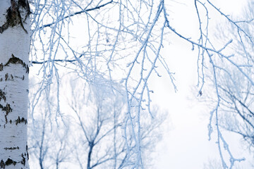 winter forest nature background. beautiful winter landscape with snowy frozen birch tree. birch branches in hoarfrost close up. cold frosty weather