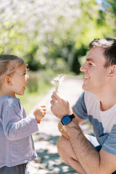 Laughing little girl stands near her dad surrounded by flying fluff with dandelions in his hand