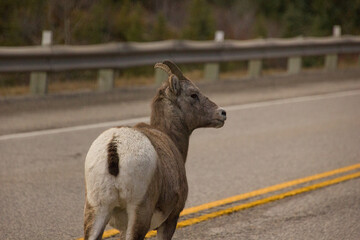 Female longhorn sheep walking on a highway