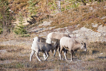 Naklejka na ściany i meble Herd of longhorn sheeps in the Rocky Mountains
