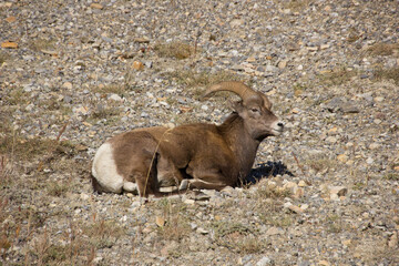 Resting male longhorn sheep in Banff National Park