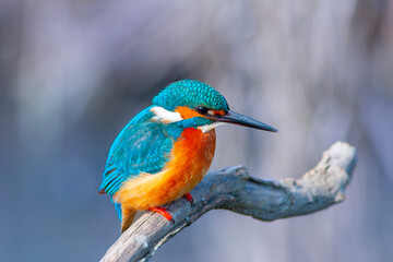 colorful bird spying on its prey on dry branch,Common Kingfisher, Alcedo atthis