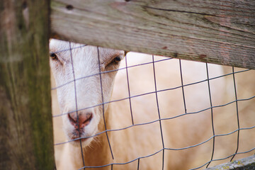 The cute goat's head droops sadly as it peers through the fence, yearning for the open fields.