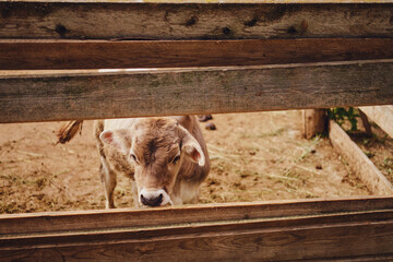 The brown calf in the barn are being bothered by flies and other insects, making them scared © Андрей Журавлев
