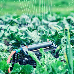 An automatic watering system is used to water the vegetable garden beds.
