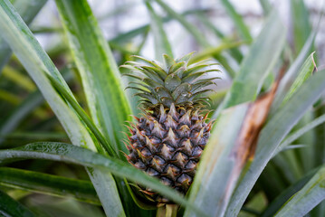 Close up of organic sweet pineapple growing in glass greenhouse. Pineapple plantation in Sao Miguel island, Azores, Portugal