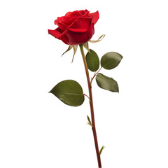 red rose isolated on a transparent or white background, png
