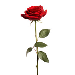 red rose isolated on a transparent or white background, png - obrazy, fototapety, plakaty