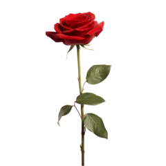 Fotobehang red rose isolated on a transparent or white background, png © Subrata