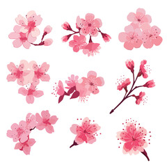 Pink Japanese cherry blossoms vector. cherry blossom japanese sakura