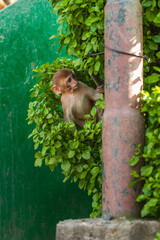 Monkey in an ancient religious complex Swayambhunath in Kathmandu, Nepal. Rhesus Monkey