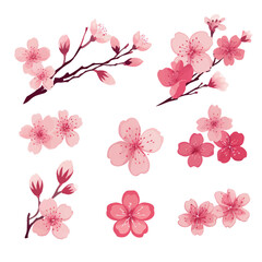 Pink Japanese cherry blossoms vector. cherry blossom japanese sakura