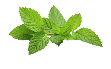 Mint Leaves Elegance On Isolated Background