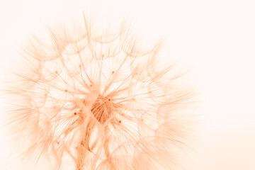 Color of the Year 2024 Peach Fuzz. Beautiful soft background. parachutes dandelion. Copy space....