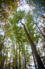Tree Canopy at Cuyahoga Valley National Park in Ohio