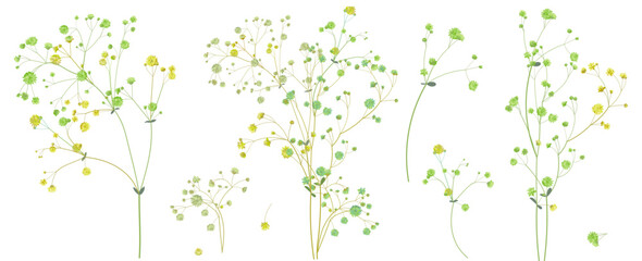 Twigs of gypsophile. White, green tiny little flowers, buds, small leaves. Pale, delicate branches for bouquets. Panoramic view, botanical illustration in watercolor style, horizontal pattern, vector