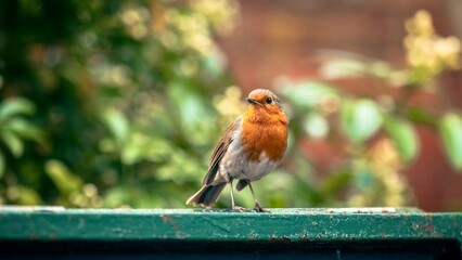 Robin Perched in a Garden