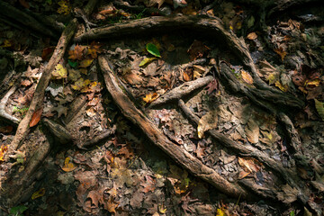The Forest Floor, Cuyahoga Valley National Park in Ohio