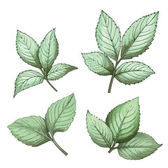 Fresh mint leaf. Vector illustration. Mint leaf icon - obrazy, fototapety, plakaty