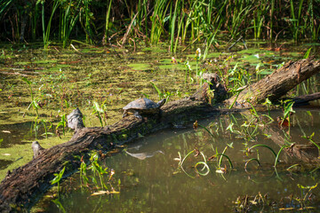 A Turtle in the Wetlands at Cuyahoga Valley National Park in Ohio
