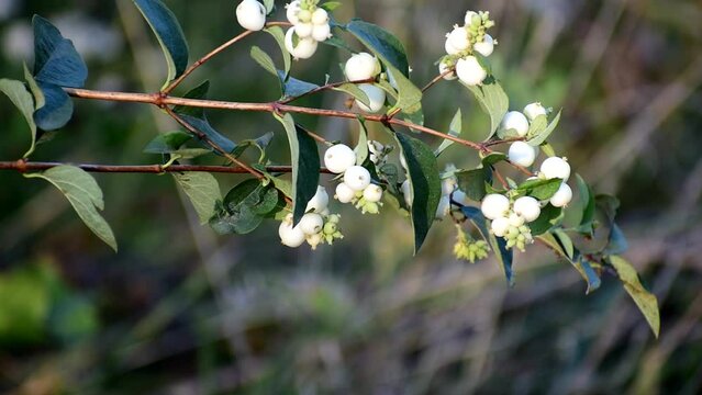 Snow berries. interesting bush, beautiful wild plant
