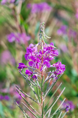 Flowers of Fireweed, Chamaenerion angostifolium on a sunny summer day