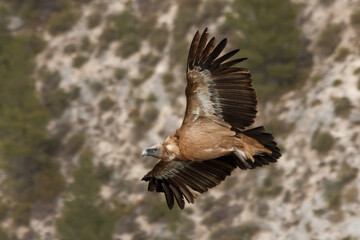 Buitre leonado volando sobre el barranco del Cint en Alcoi con las alas extendidas durante un cambio de dirección, España