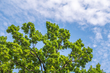 Green oak leaves background. Plant and botany nature texture. green oak leaves in woods