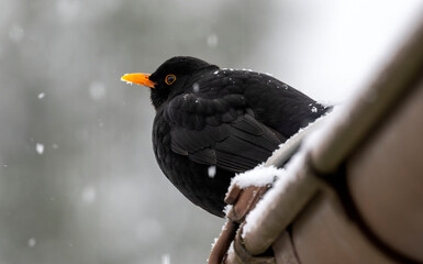 Winter in Bad Wörishofen