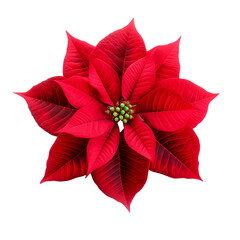 Obraz premium Poinsettia red flower symbol of Christmas collection of poinsettias flowers isolated 