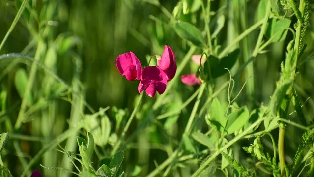 Tuberous vetchling, lathyrus tuberosus. Pink wild pea grass flowers.