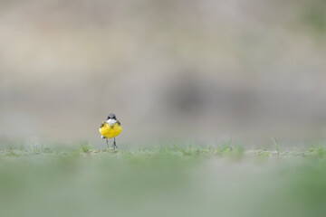 Walking toward the camera, the western yellow wagtail (Motacilla flava)