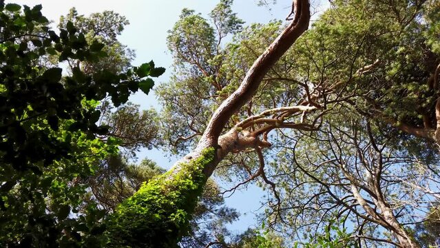 Trees in Glenveagh National Park in County Donegal - Ireland